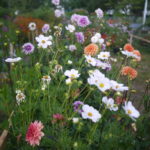 Productrice de fleurs Guidel