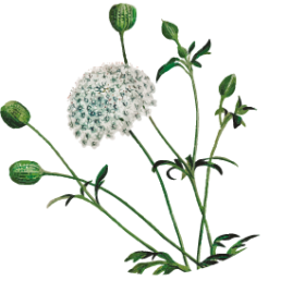 ail