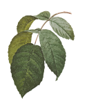 feuille