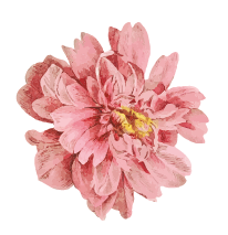 pivoine rose