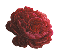 pivoine rouge